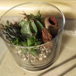 多肉植物とサボテンのテラリウム